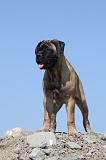 BULLMASTIFF 349